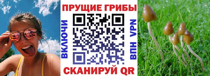 Галлюциногенные грибы Cubensis  Зеленокумск 